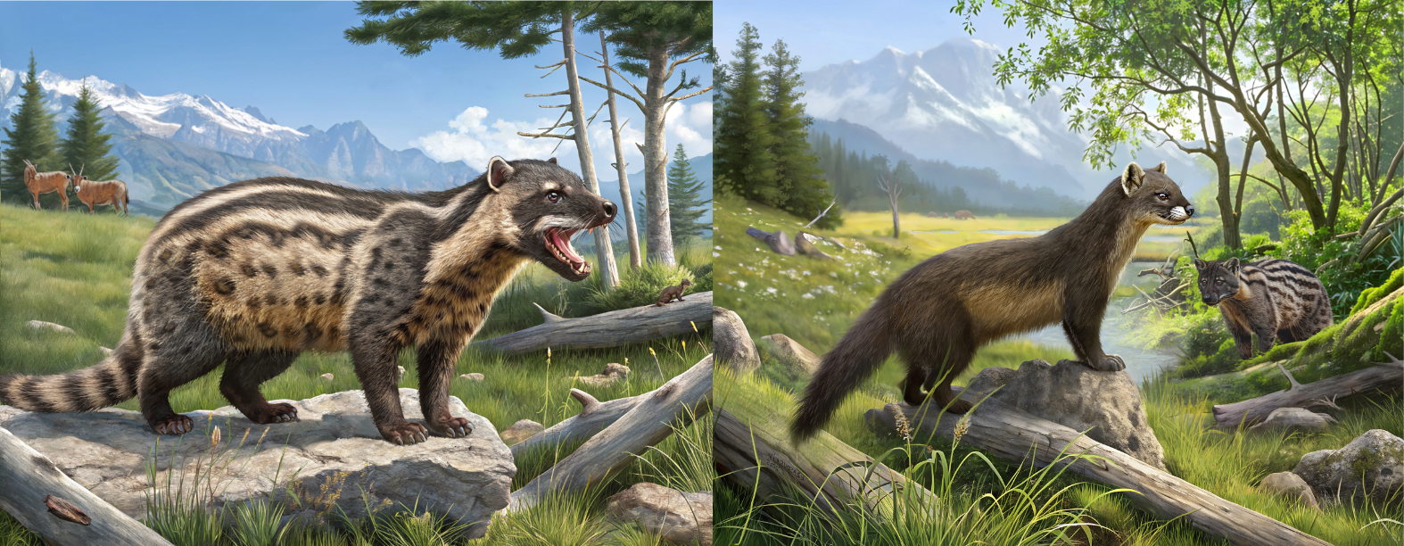 HU Professor Part of Study on New Fossil Carnivorous Mammals from Himalayan Foothills