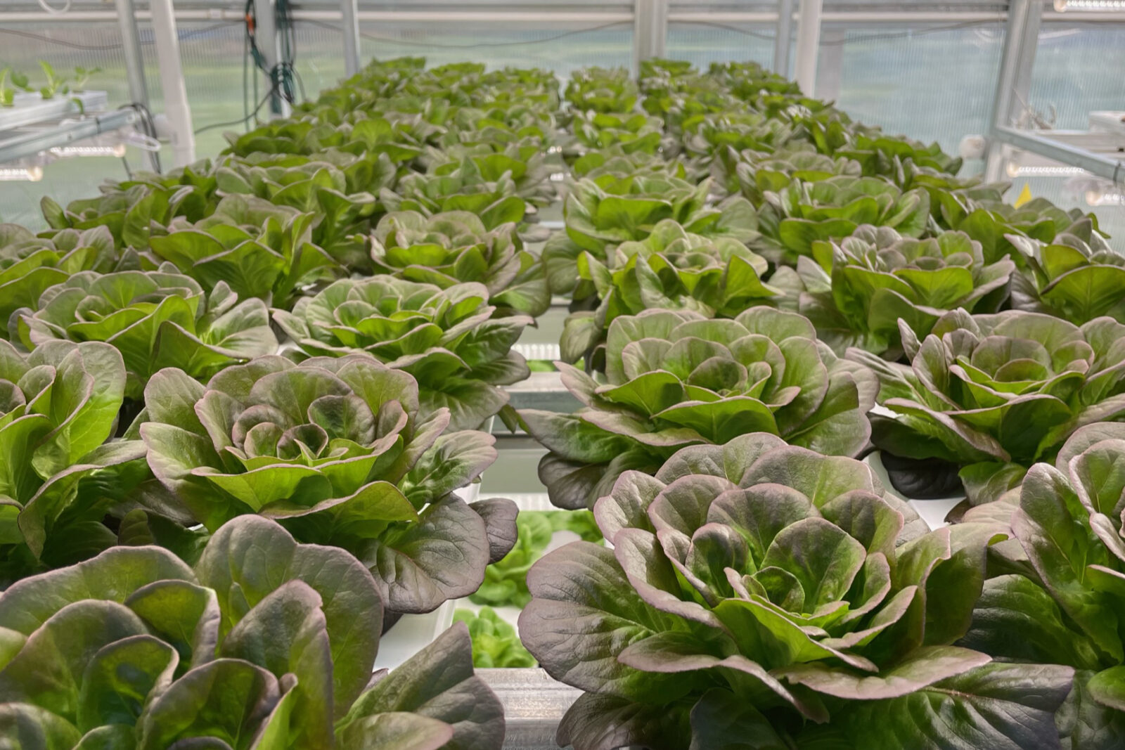HARRISBURG UNIVERSITY HARNESSES INNOVATION WITH STATE GRANT FOR AGRICULTURAL TECHNOLOGY