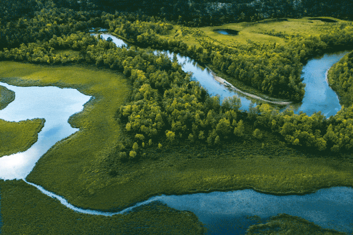 Are NFTs back for the Environment