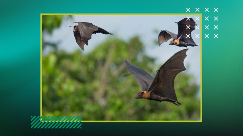 Professor Alan Hitch Co-Authors First Public Study of Bat Activity at Southeast Asian Wind Farm