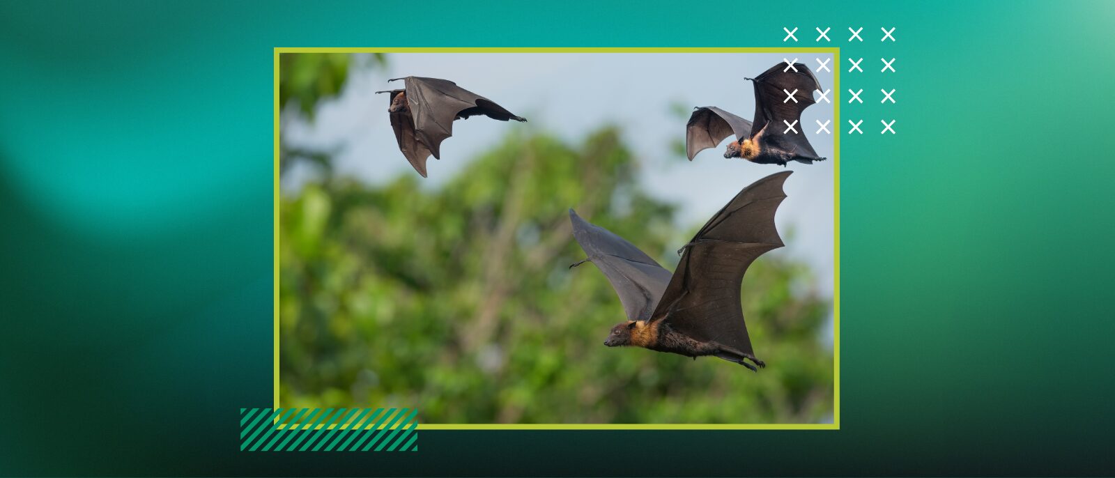 Professor Alan Hitch Co-Authors First Public Study of Bat Activity at Southeast Asian Wind Farm