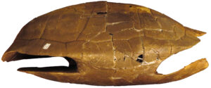 Chrysemys corniculata (ETMNH-20544) right lateral view