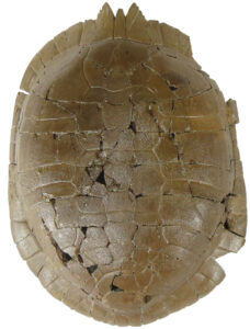 Chrysemys corniculata (ETMNH-3559) carapace dorsal view