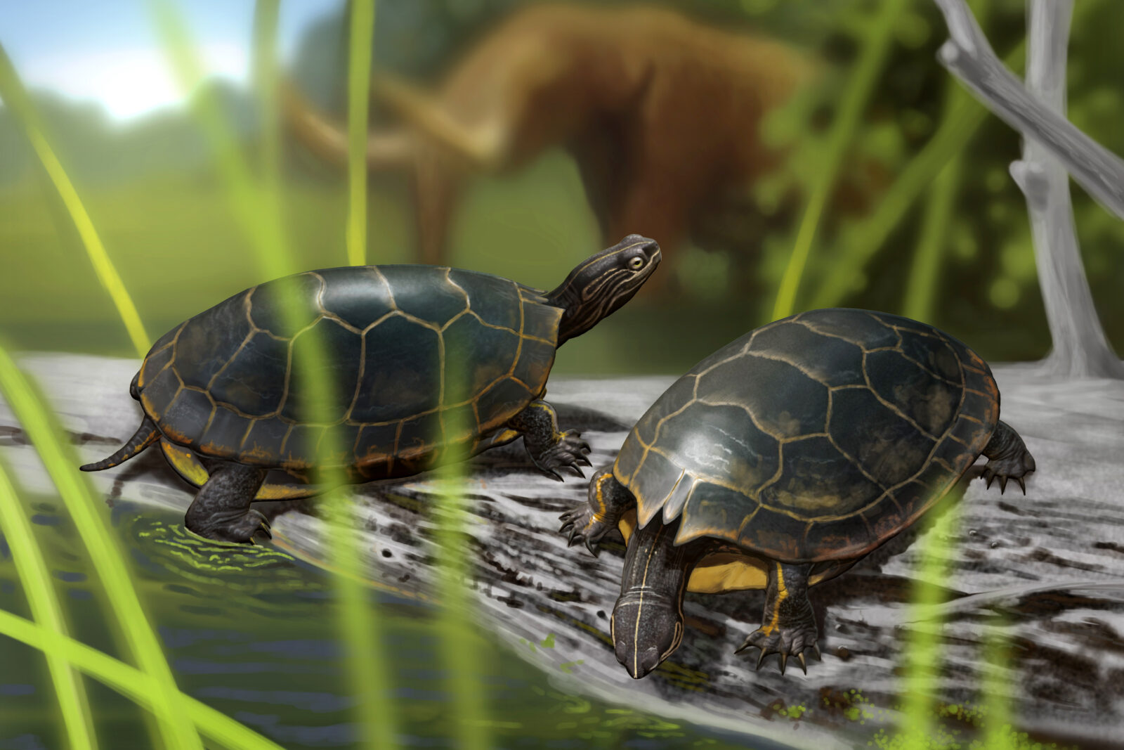 Chrysemys corniculata reconstruction (by Sergey Krasoskiy)