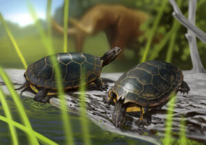 Chrysemys corniculata reconstruction (by Sergey Krasoskiy)