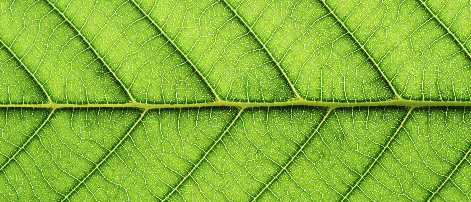 <span class="sub-title">Bachelor of Science</span>Environmental Science and Sustainability