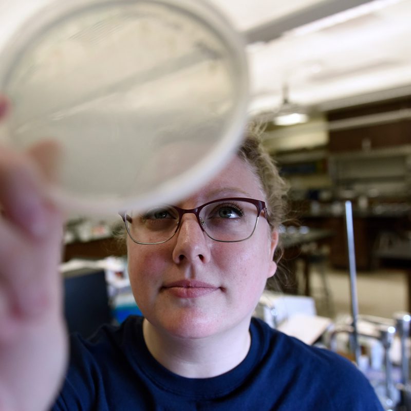 Student looking at petri dish