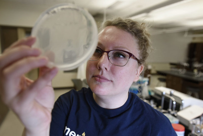 Student observing petri dish