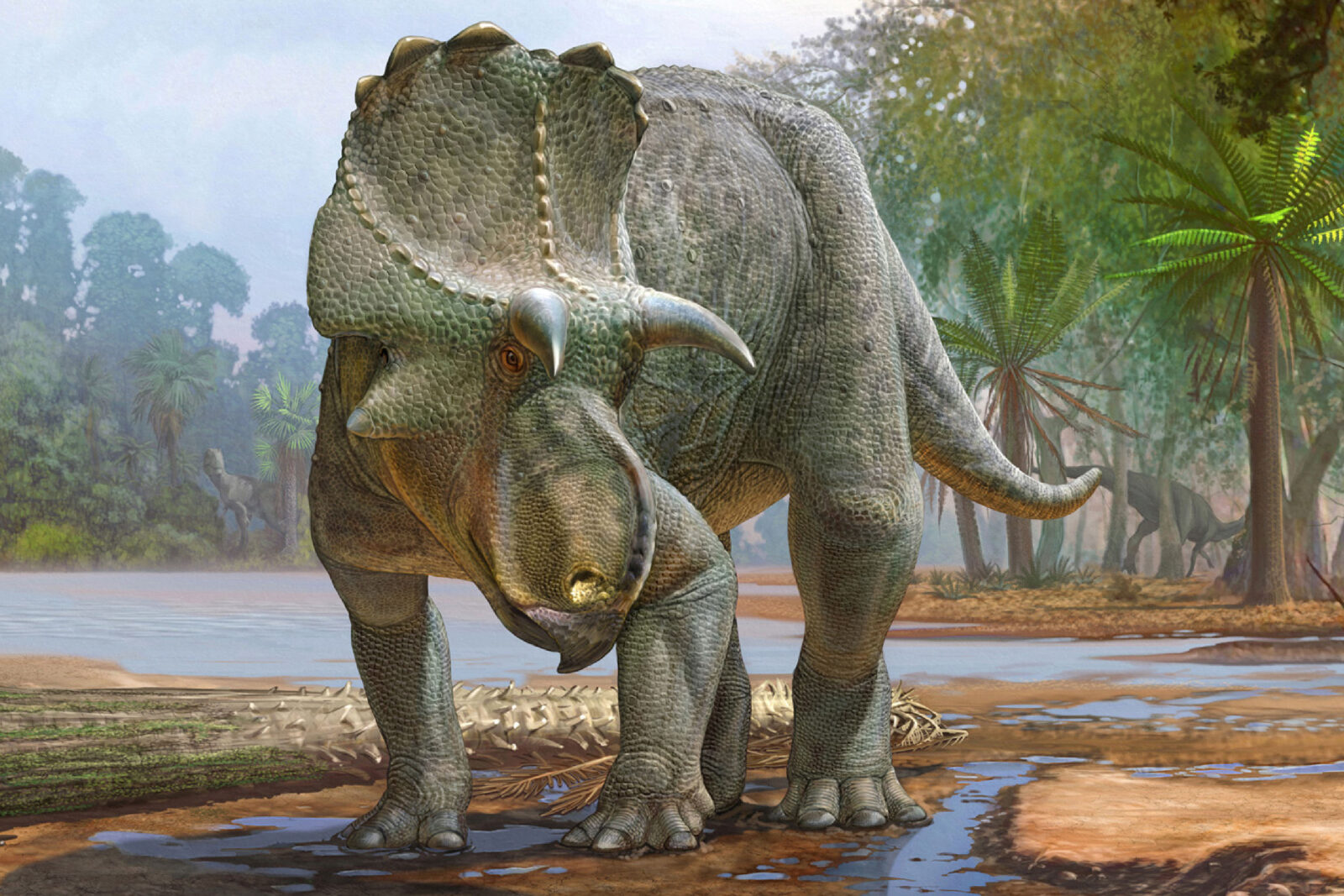 Menefeeceratops