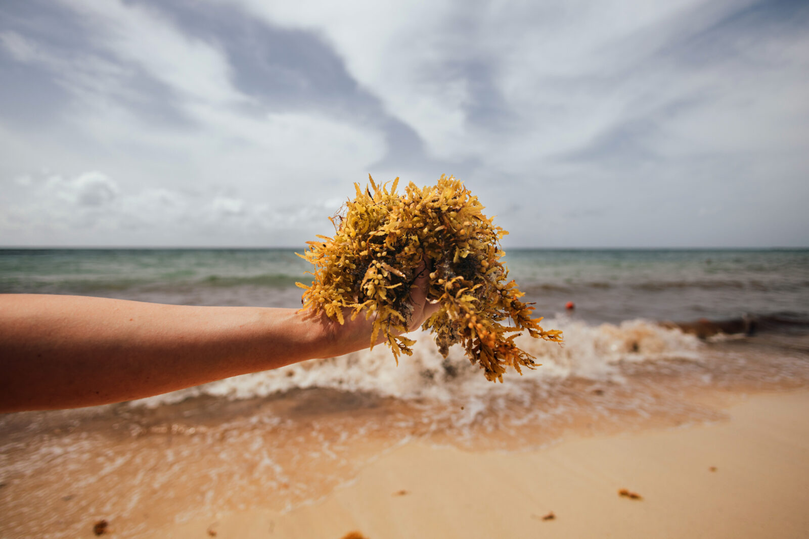 Ocean Exchange News