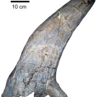 Sierraceratops right postorbital horncore