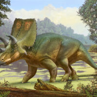 Sierraceratops turneri reconstruction by Sergey Krasovskiy