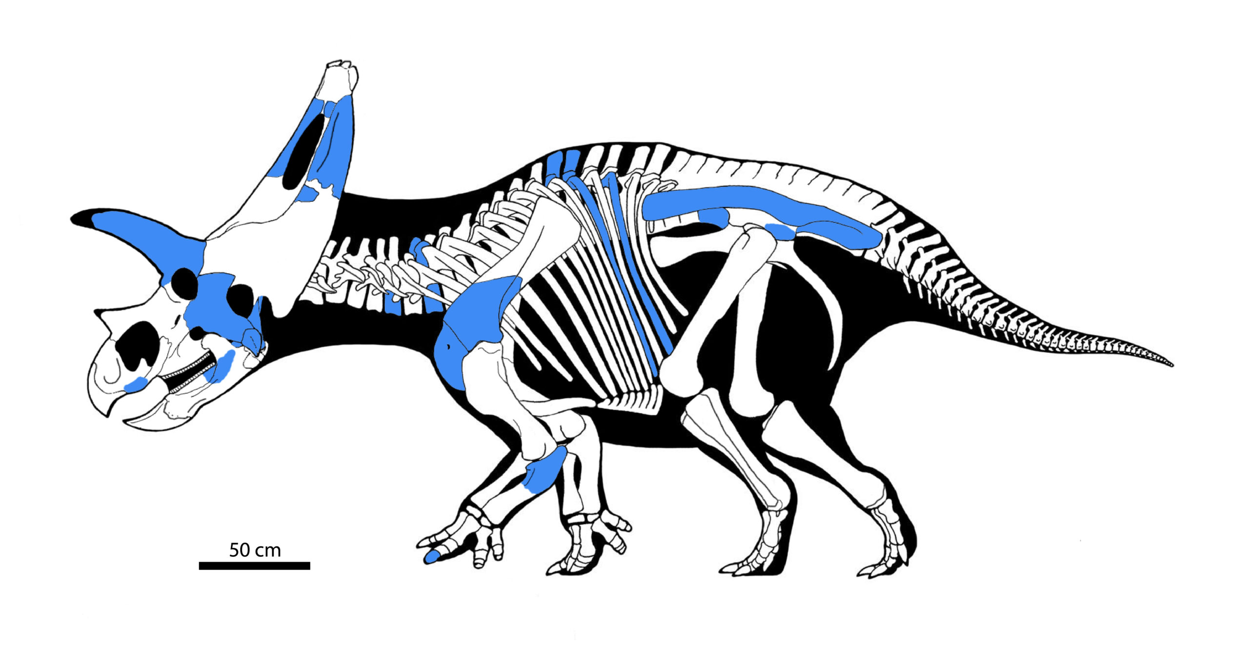 Sierraceratops turneri recovered elements
