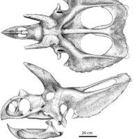 Sierraceratops turneri skull