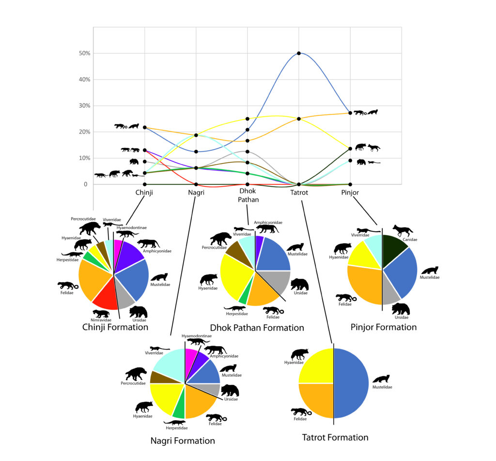 Siwalik-carnivorans-by-formation