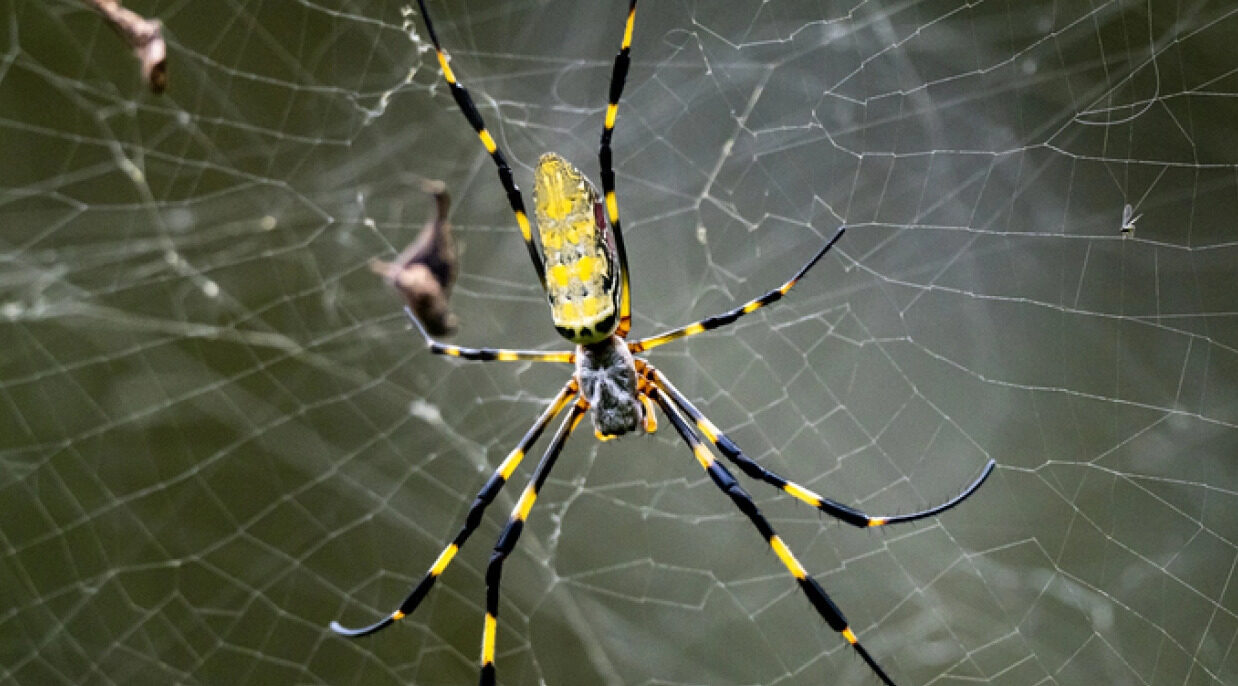 <strong>HU’s spider expert on the Joro spider</strong>