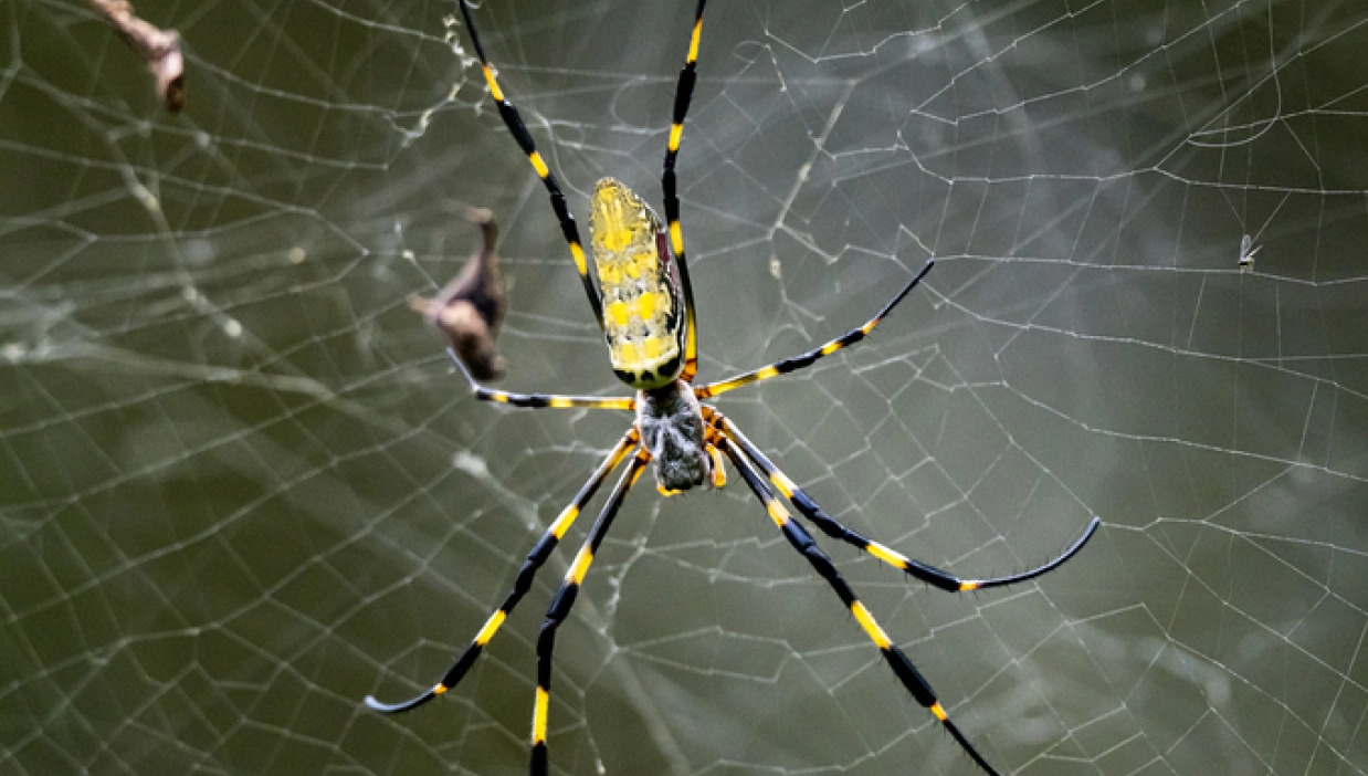 Spider