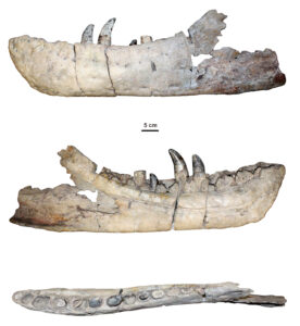 Tyrannosaurus mcraeensis (NNMNH P-3698) dentary (b)1