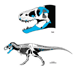 Tyrannosaurus mcraeensis skeletal reconstruction