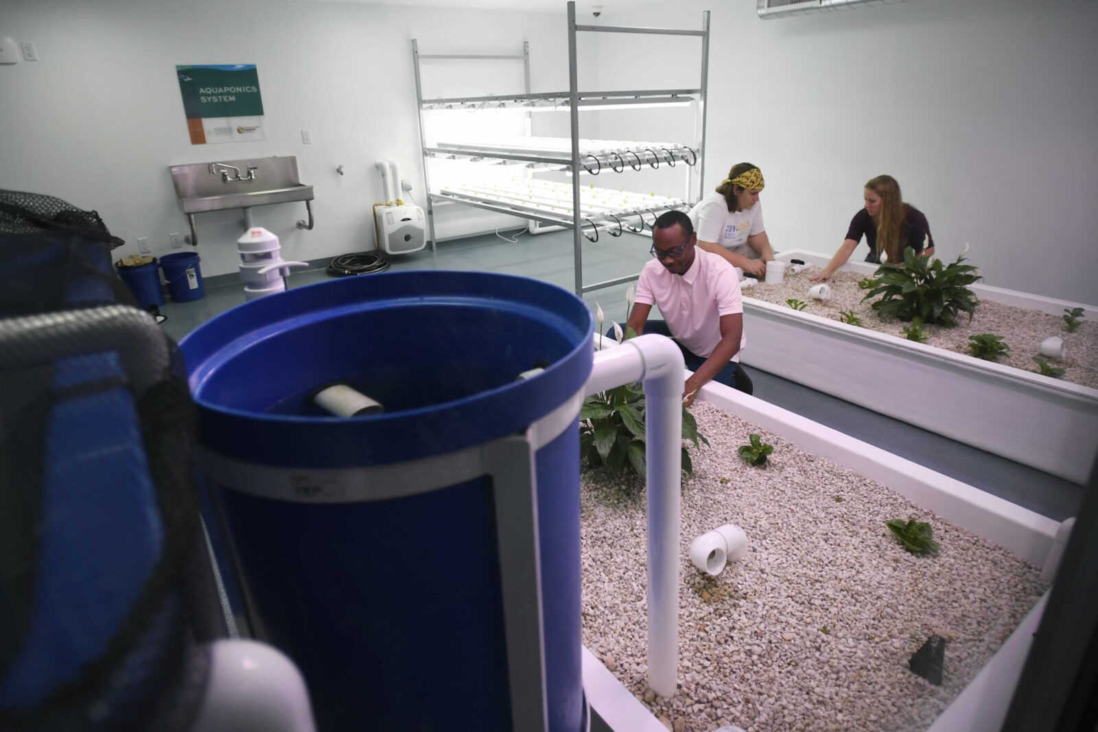 aquaponics