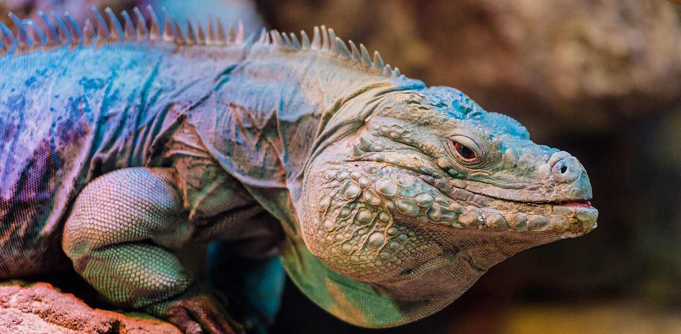 Students gain invaluable experience protecting world’s most endangered lizard species