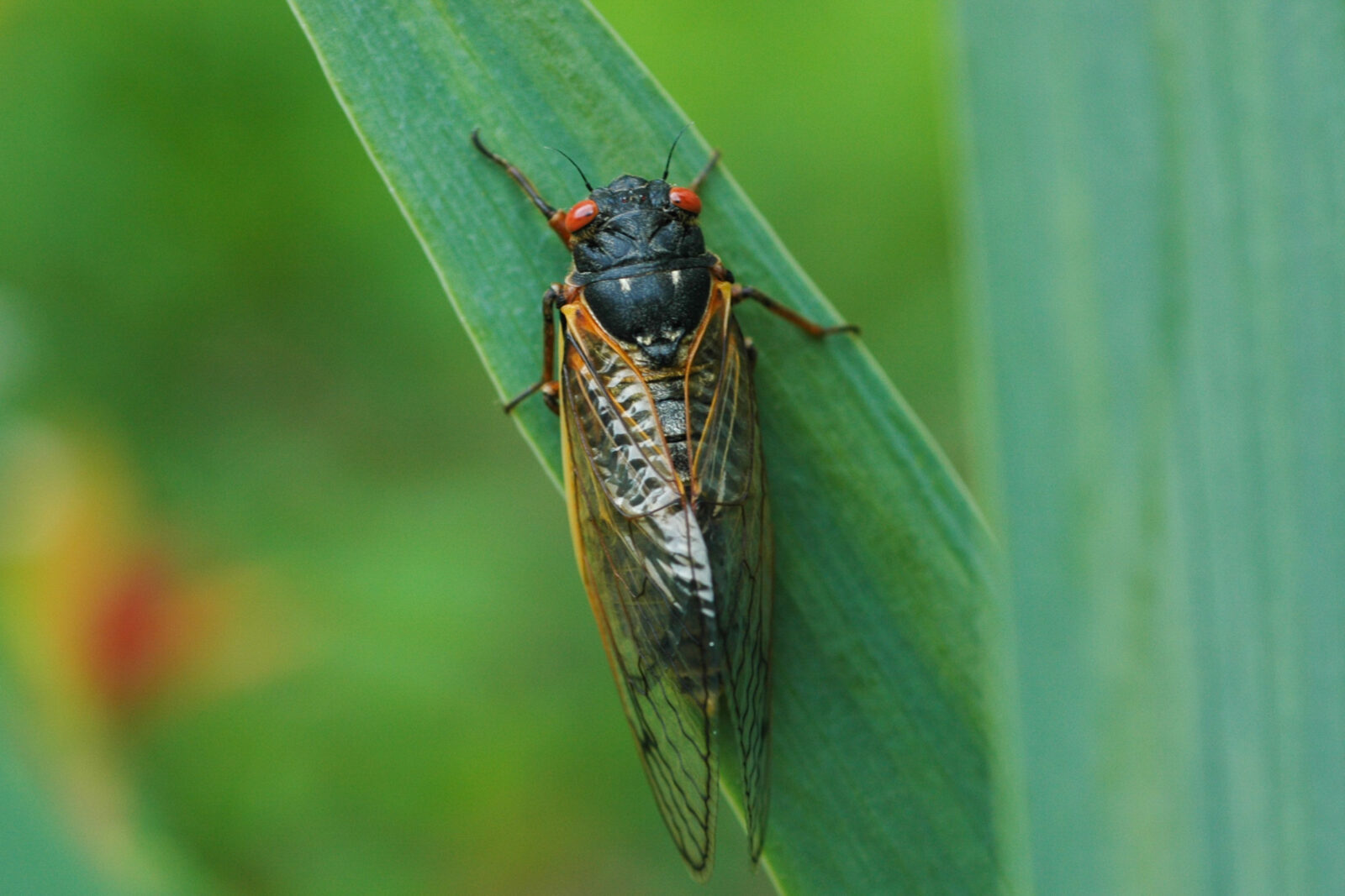 brood x cicadas