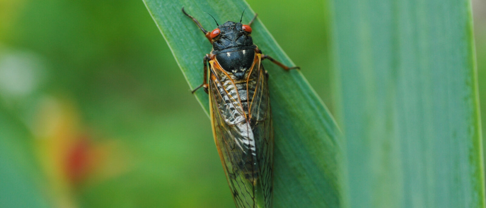 HU professor talks cicadas with Mashable.com