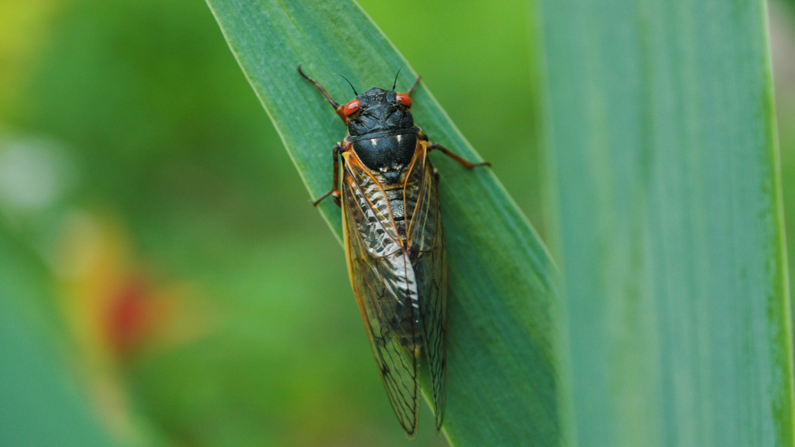 HU professor talks cicadas with Harrisburg University