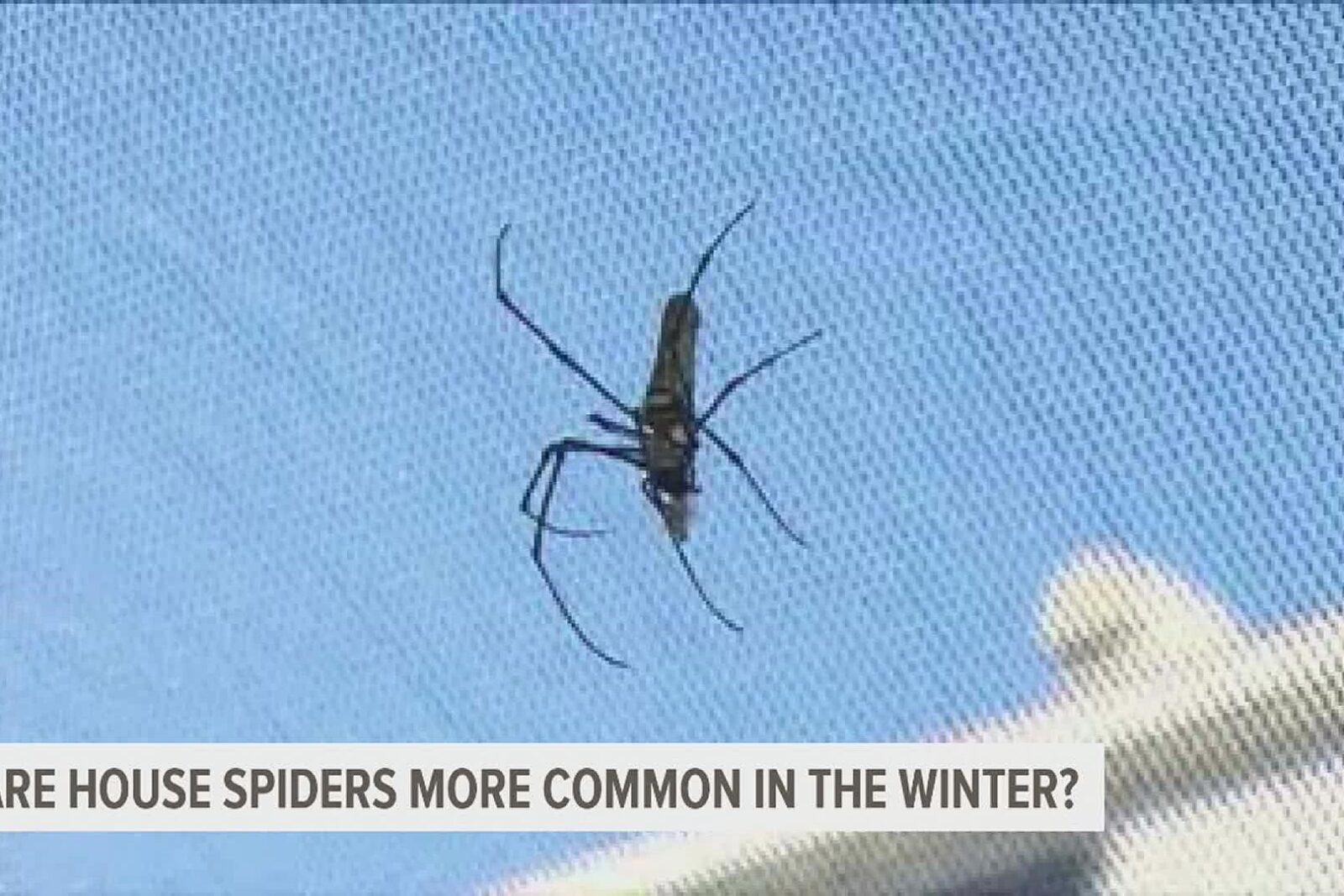 a spider on a blue background