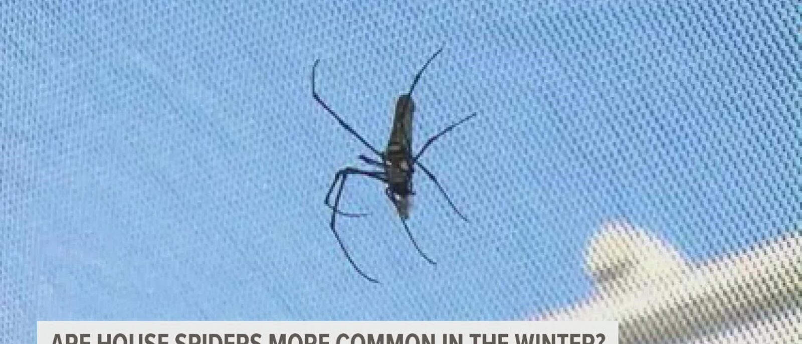 What happens to all those outdoor spiders as the deep freeze sets in?