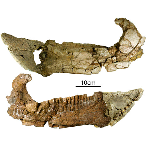 HU professor helps name, describe new horned dinosaur discovery -  Harrisburg University