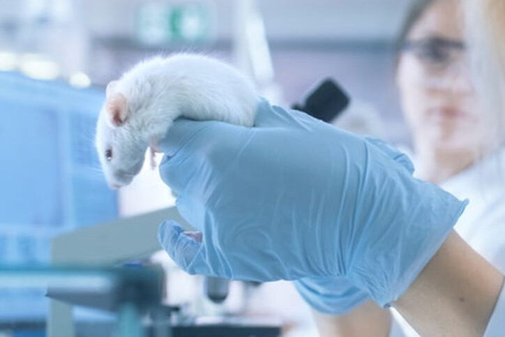 mouse in lab