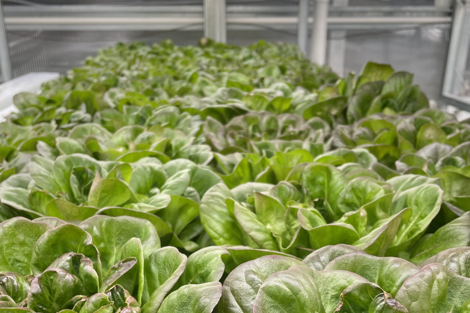 heads of lettuce