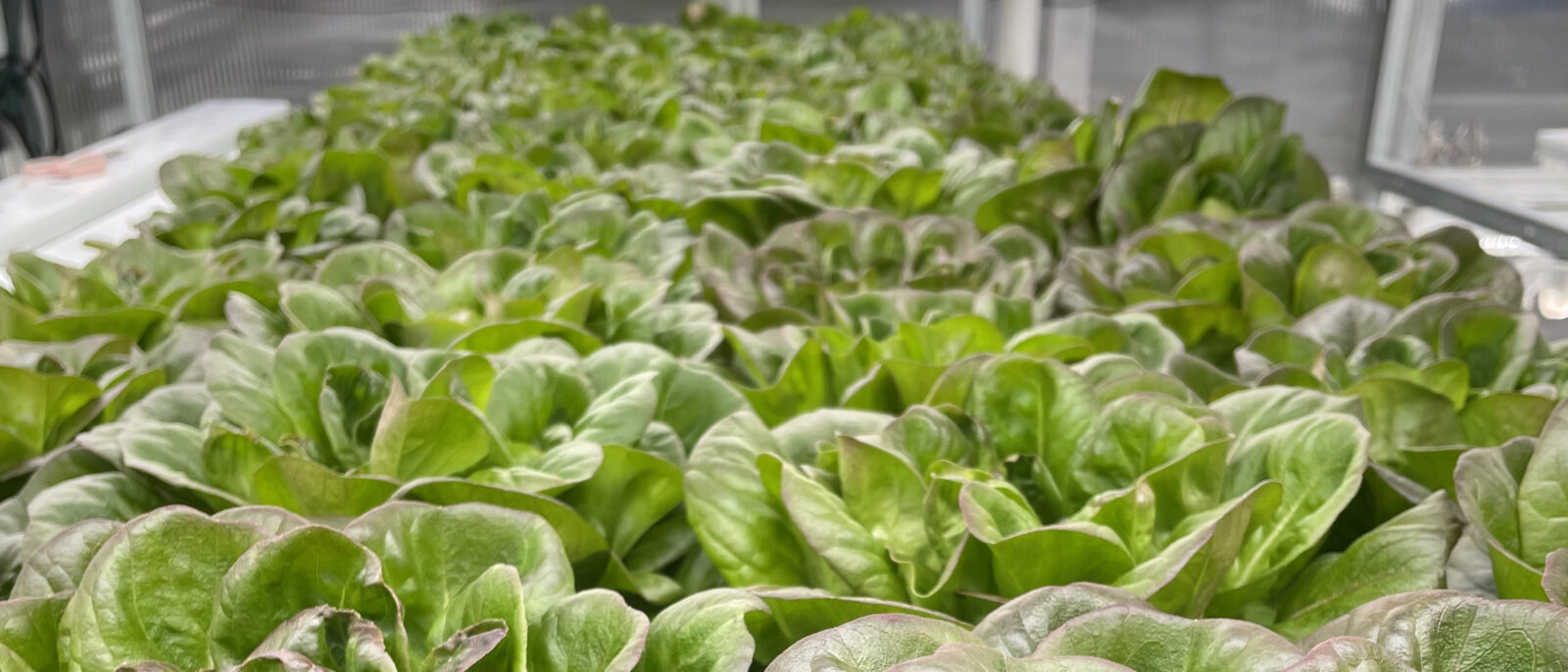 HU greenhouse team donates 150 heads of lettuce to Downtown Daily Bread