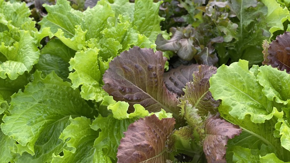 Aquaponics program donates lettuce to Hanna’s Pantry