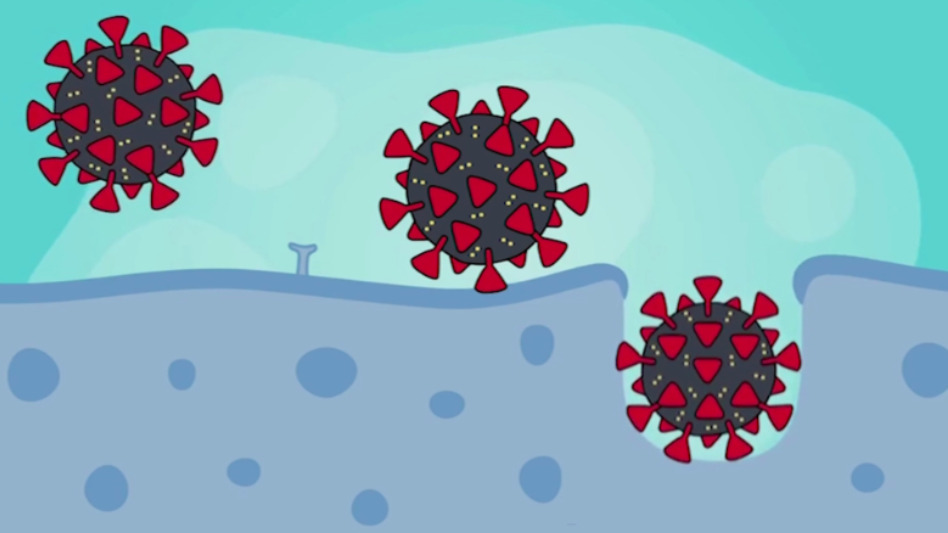 HU health population professor weighs in on BA.5 COVID variant cases