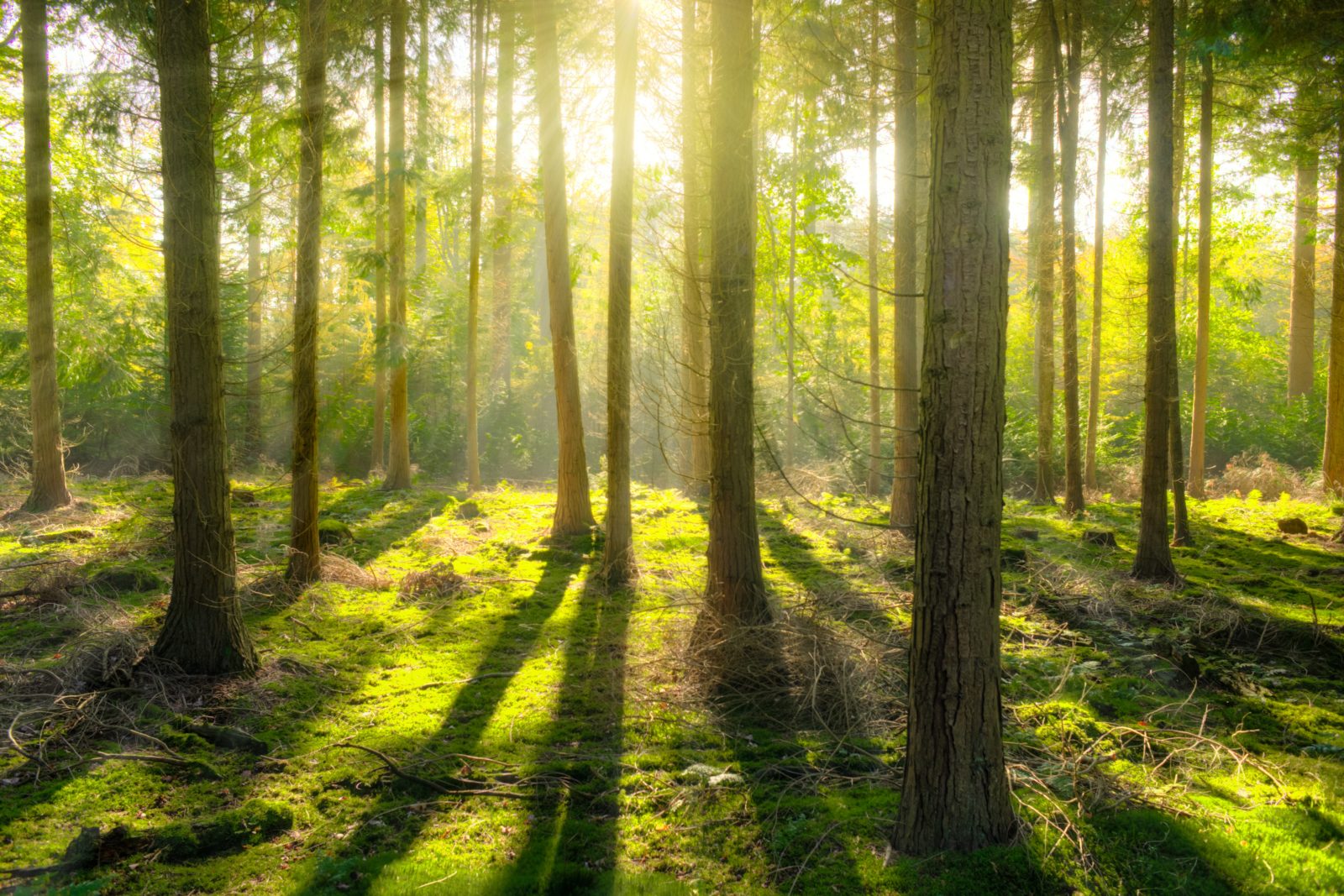 a path through a forest