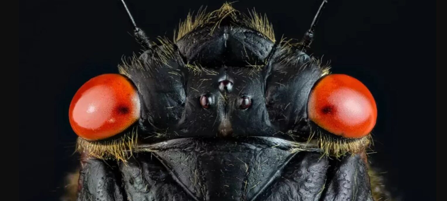 HU professors insights on cicadas for Mashable.com