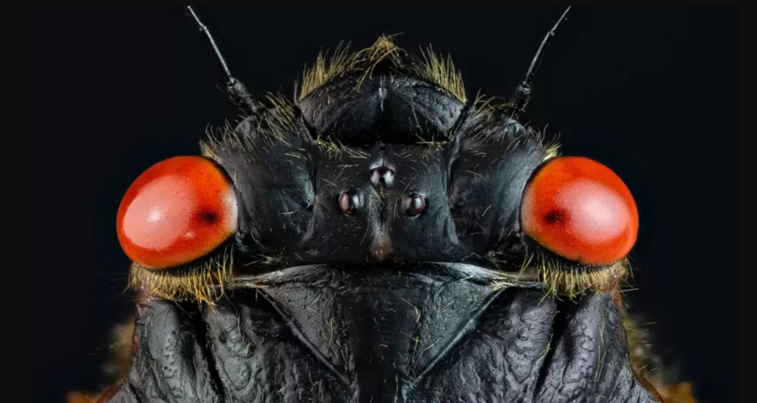 insect closeup